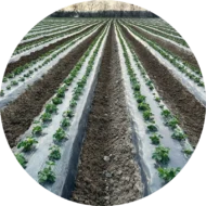 Folie de mulcire neagră – 1,2 m lățime